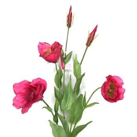 Lisianthus