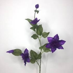 Clematis