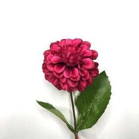 Zinnia