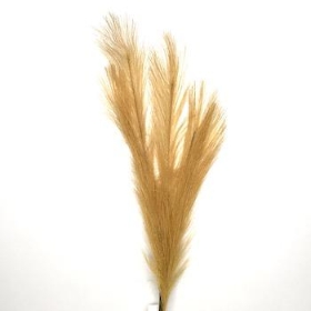 Feather Grass