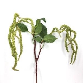 Amaranthus