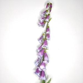 Foxglove