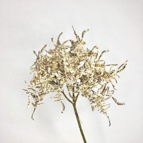 Limonium