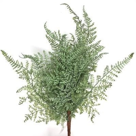 Fern