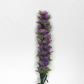 Liatris