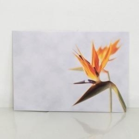 Large Plain Florist Cards