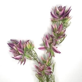 Leucadendron