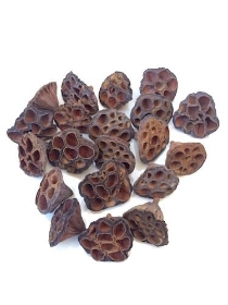 Dried Lotus Heads