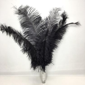 Feathers