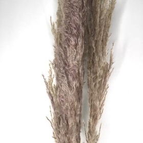Dried Pampas Grass 120cm x 3
