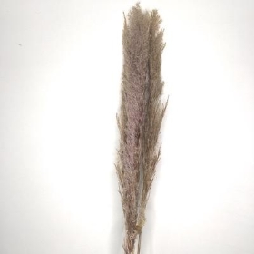 Dried Pampas Grass 120cm