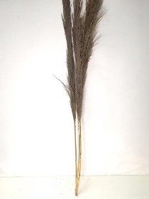 Dried XL Pampas Grass 130cm