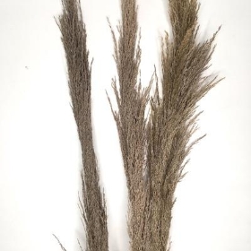 Dried XL Pampas Grass 130cm