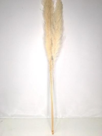 Dried Bleached Pampas Grass 120cm