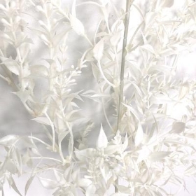 White Ruscus Spray 67cm