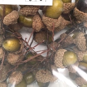 Green Brown Acorn Pick x 48