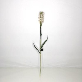 White Liatris 89cm