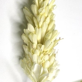 Ivory Torch Lily 80cm