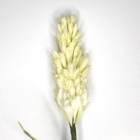 Ivory Torch Lily 80cm