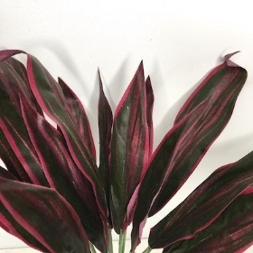 Cerise Green Cordyline Bush 34cm