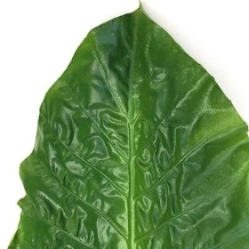 Green Alocasia Leaf 76cm