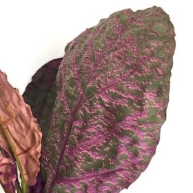 Pink Purple Fig Leaves 110cm