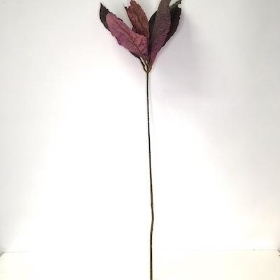 Pink Purple Fig Leaves 110cm
