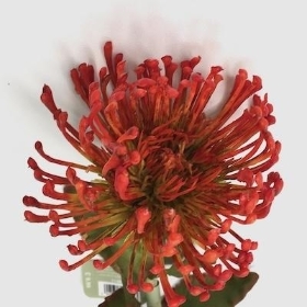 Orange Protea 65cm