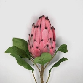 Pink Protea 70cm