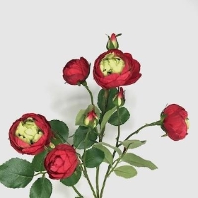 Red Cabbage Rose 74cm