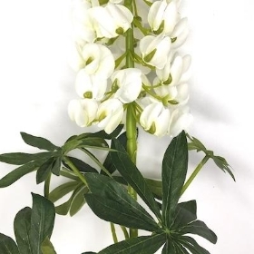 Ivory Lupin 105cm