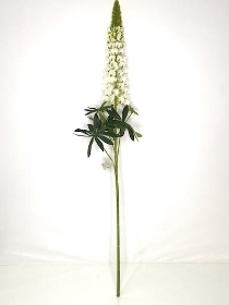 Ivory Lupin 105cm