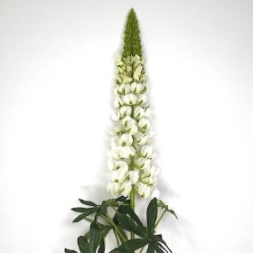 Ivory Lupin 105cm