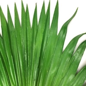 Green Chinese Fan Palm 104cm