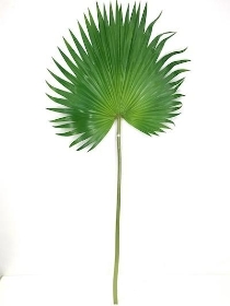 Green Chinese Fan Palm 104cm