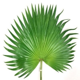 Green Chinese Fan Palm 104cm