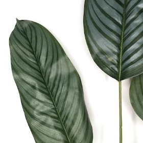 Green Calathea Spray 110cm