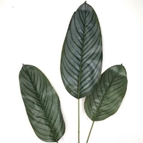 Green Calathea Spray 110cm