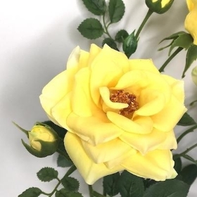 Yellow Spray Rose 60cm