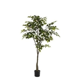 Green Ficus Tree 150cm