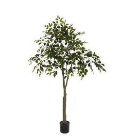 Green Ficus Tree 180cm