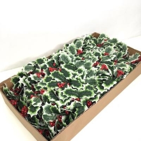 48 x Variegated Holly Berry Bush 28cm