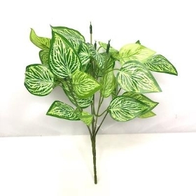 Green Fittonia Bush 30cm