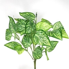 Green Fittonia Bush 30cm