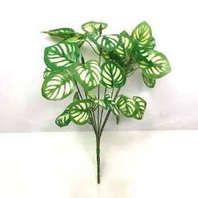 Green Calathea Bush 30cm