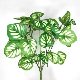 Green Calathea Bush 30cm