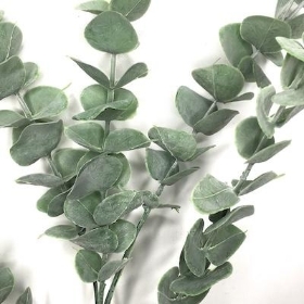 Silver Eucalyptus 80cm