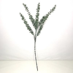 Silver Eucalyptus 80cm