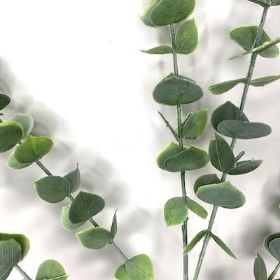 Baby Blue Eucalyptus 80cm