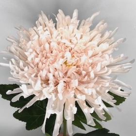 Nude Pink Bloom 71cm